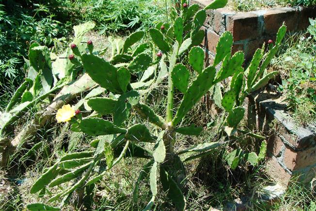 Opuntia tuna